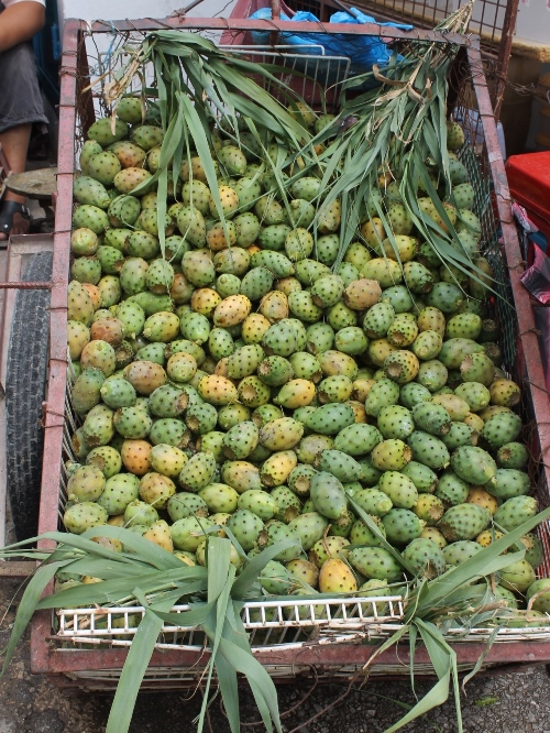 кактусы