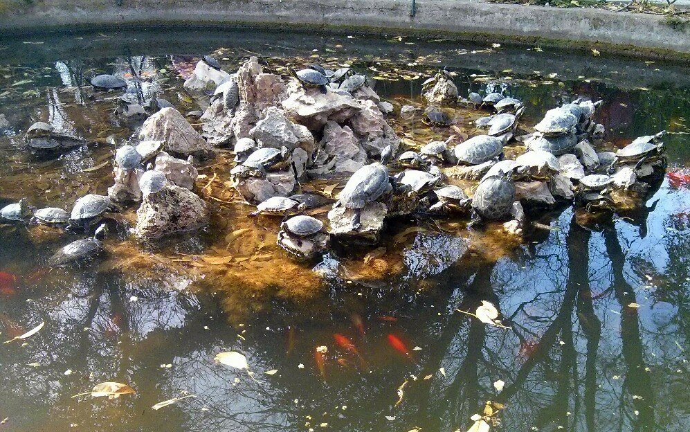 парк с черепахами в афинах